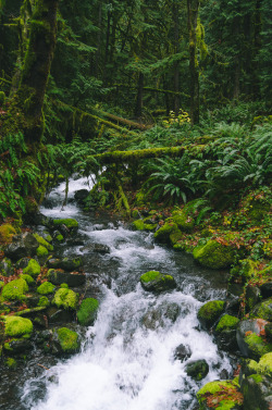 millivedder:  Forest Stream   Prints   