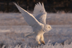 owlday:  Snowy Owl