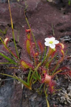 thehungrybog:  Drosera angelica (Ian Keith) 