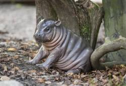 rhamphotheca:  Baby Pygmy Hippo Debuts at Swedish Zoo Meet Olivia,