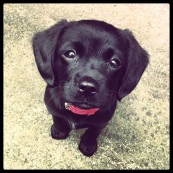 cute-overload:They grow up so fast. My Ava on the day I got her.http://cute-overload.tumblr.comsource: