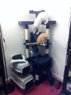 NEW CAT TOWER!!! - plus we bought them a laser… it’s
