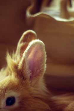 all-things-bright-and-beyootiful:  Henry the Bunny  ~ by kate