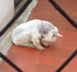 Mis perros Duff & Tommy, uno con corbata tricolor el tiro