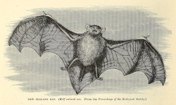 nemfrog:  “New Zealand bat.” Cassell’s natural history.
