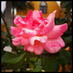 lifeofawriterphotographer: Pink rose in front of church in Barranco,