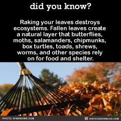 did-you-kno:  Raking your leaves destroys ecosystems. Fallen