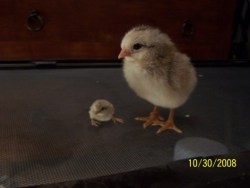 thegoodnaysayer:  roachpatrol:  grinderman2:  Button quail chick