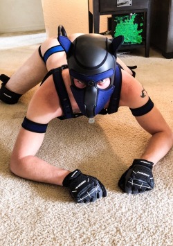 gaydoggytrainer:  pup-kobe:  Pup time with my tail in hehe. Been