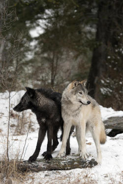 beautiful-wildlife:  A Pair of Arctic Wolves by Jeannette Katzir