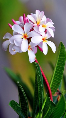 odracir83:  springwigglessummergiggles:  Frangipani  Hermosas