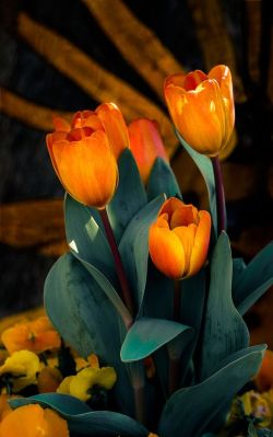 maya47000: Tulip by D P Photography 