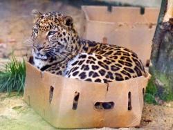   All cats love boxes. All cats.  this is one of the greatest