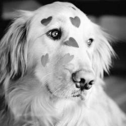shhhaftermidnight:  Love to the pups!