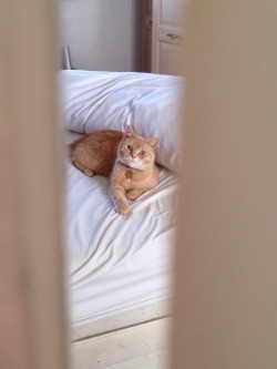 cute-overload:  Trying to spy on my cat through the crack in