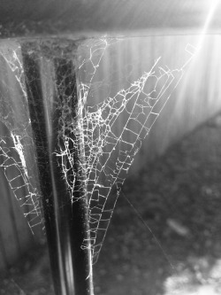 necro-mance:  old webs   - my photo - 
