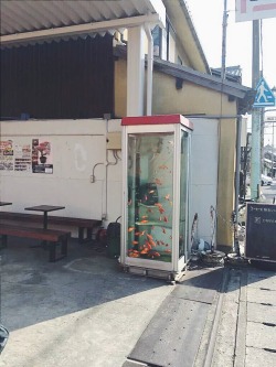 lazymilku:  a phone booth filled with water and fish in japan