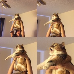 unflatteringcatselfies:  Big Mama is back and better than ever!