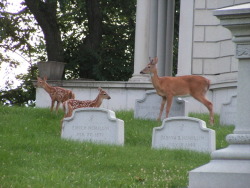 g63heavenonearth: Allegheny Cemetery 62617-11