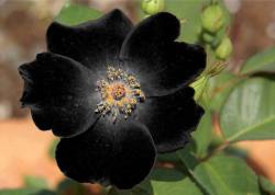 coisasdetere: Rosa Negra - Geneticamente modificada …  