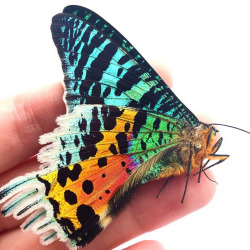 space-grunge:  Madagascan Sunset Moth (Chrysiridia rhipheus)