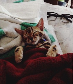 online-cats:  As a kitten, Niko loved being tucked in like a