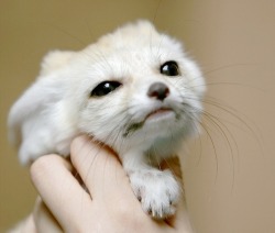 everythingfox: everythingfox:  “Unhand me at once!” Photo