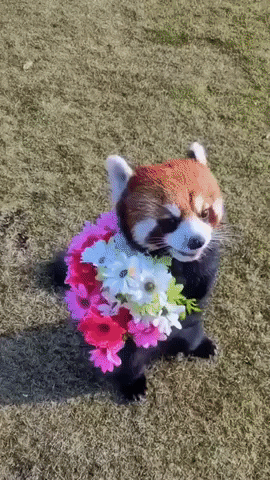 blondebrainpower:Red Panda with bouquet