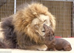  A lion and a miniature sausage dog have formed an unlikely friendship