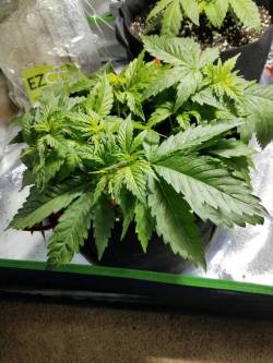melissapot:  strain 420  kush marijuana ganja pot cannabisherb