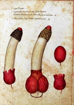   Ulisse Aldrovandi (1522 –1605)  Phallus Impudicus (Satyr’s