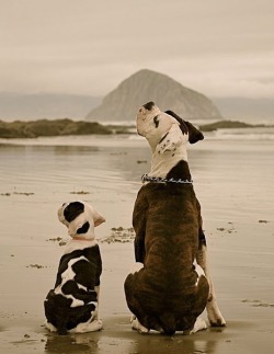 funnywildlife:  funnywildlife: Lil & Large!!