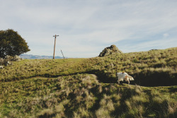 kevinruss:  Evie on the Johnson Ranch trail. San Luis Obispo,