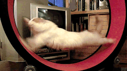 orbo-gifs:  Jumpin cat flash hits the gas gas gas. 
