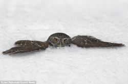 magicalnaturetour:  Adorable Pygmy owl dives into deep snow as