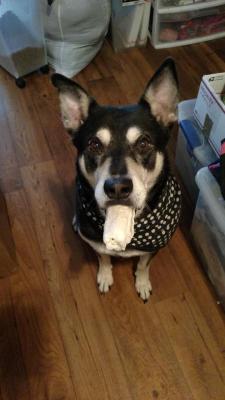 awwww-cute:  My dog brought me his bone because i was crying