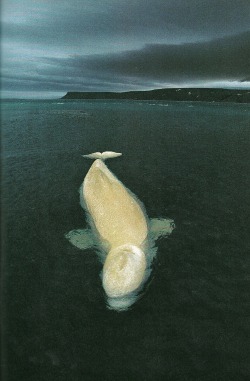 vintagenatgeographic:Female beluga whale in Cunningham Inlet,