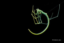 spiders-spiders-spiders:  Twig Spider (Ariamnes flagellum) by