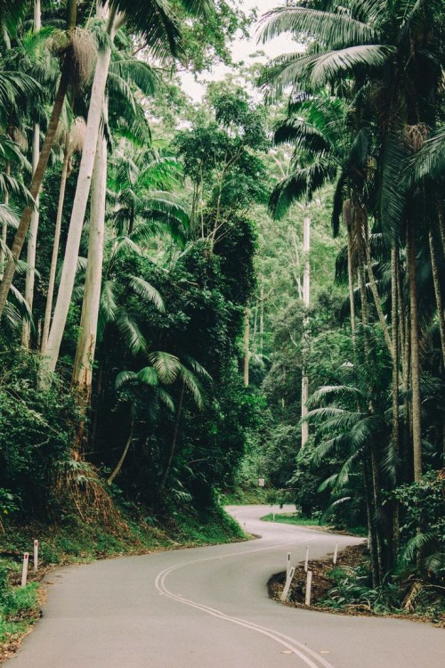 oceaniatropics:  Mount Tamborine, South-East Queensland, Australia