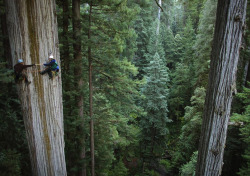eartheld:  doyoulikevintage:Huge 750 years old sequoia tree,
