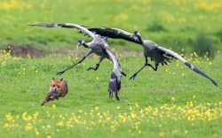 The hunter becomes the hunted (cranes defending their chicks