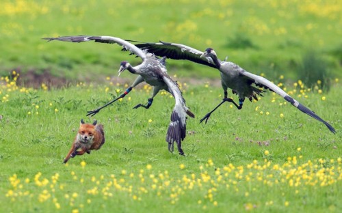 The hunter becomes the hunted (cranes defending their chicks from a marauding fox)