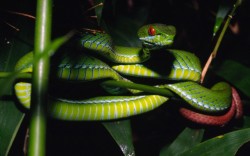 faunafacts:  Ruby-eyed pit viper (Trimeresurus rubeus) Picture: