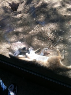 Currently at the San Diego Safari Park! These two meerkats were