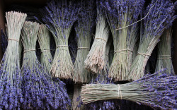 cageofstars:  Lavender bundles in a market in L’Isle sur la
