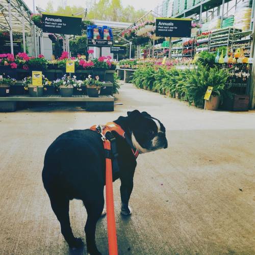 <p>I let #sirwinstoncup choose all the flowers this year. He likes purple. #springfever #plantingseason #bostonterrier #bostonterriercult #flatnosedogsociety  (at The Home Depot)</p>