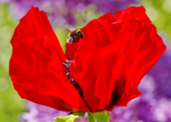 outdoormagic:  Ness Gardens Poppy & Bee by Ann Dixon on Flickr.