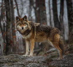 beautiful-wildlife:  Wolf by Michel Bellemare   Are you a LoneWolf