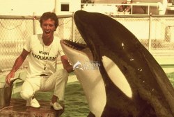 fuckyeahorcinusorca:  “I trained the very first orca in