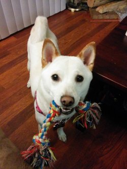 cute-overload:  My dog brings me a random toy to throw for her